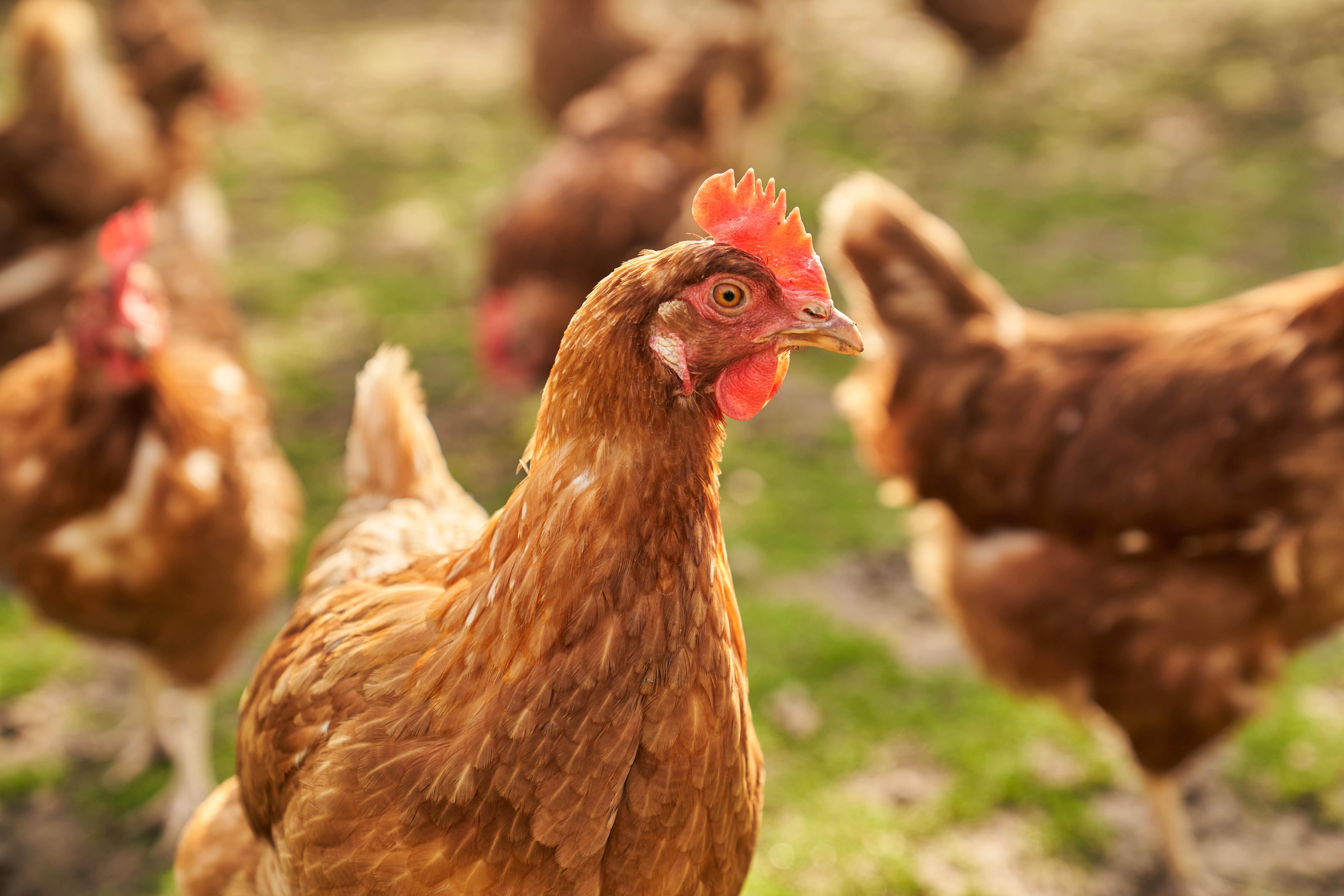 Poultry